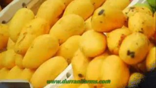 Mango Exporter in Pakistan | Mango Producer in Asia - Durrani Farms