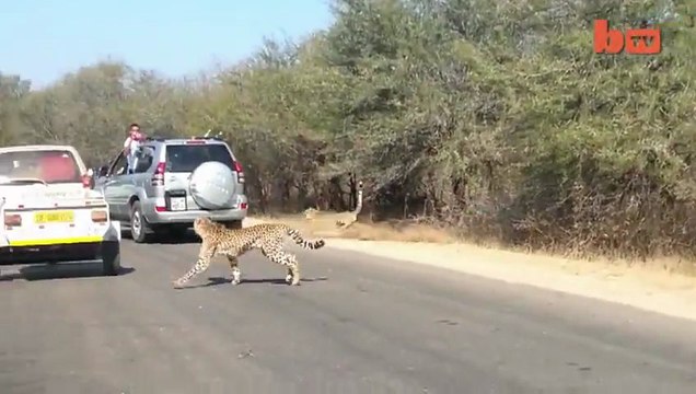 Cheetah Chases Impala Antelope Into Tourists on Safari