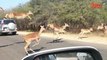 Un guépard chasse des antilopes en plein milieu des voitures de touristes.