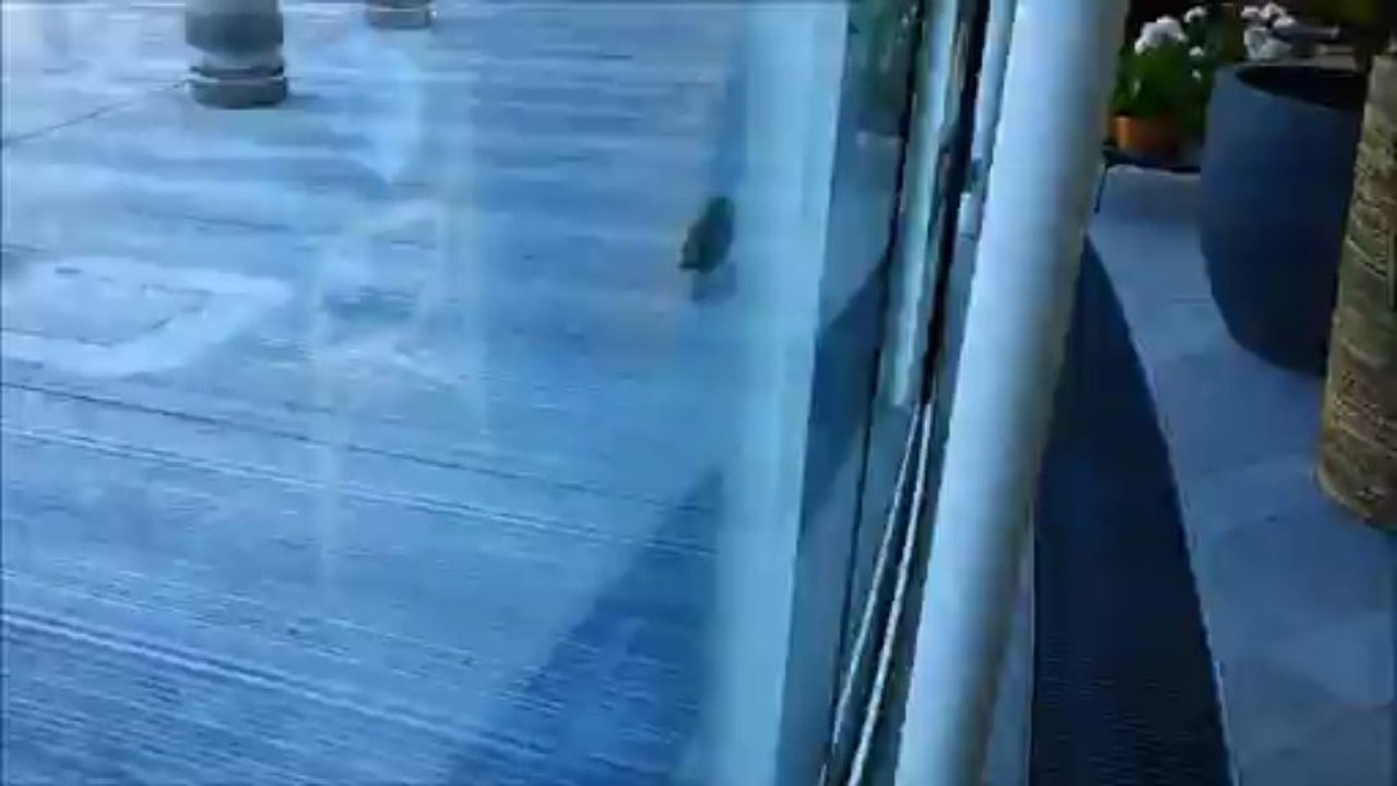 Young Mew Gull captured on camera