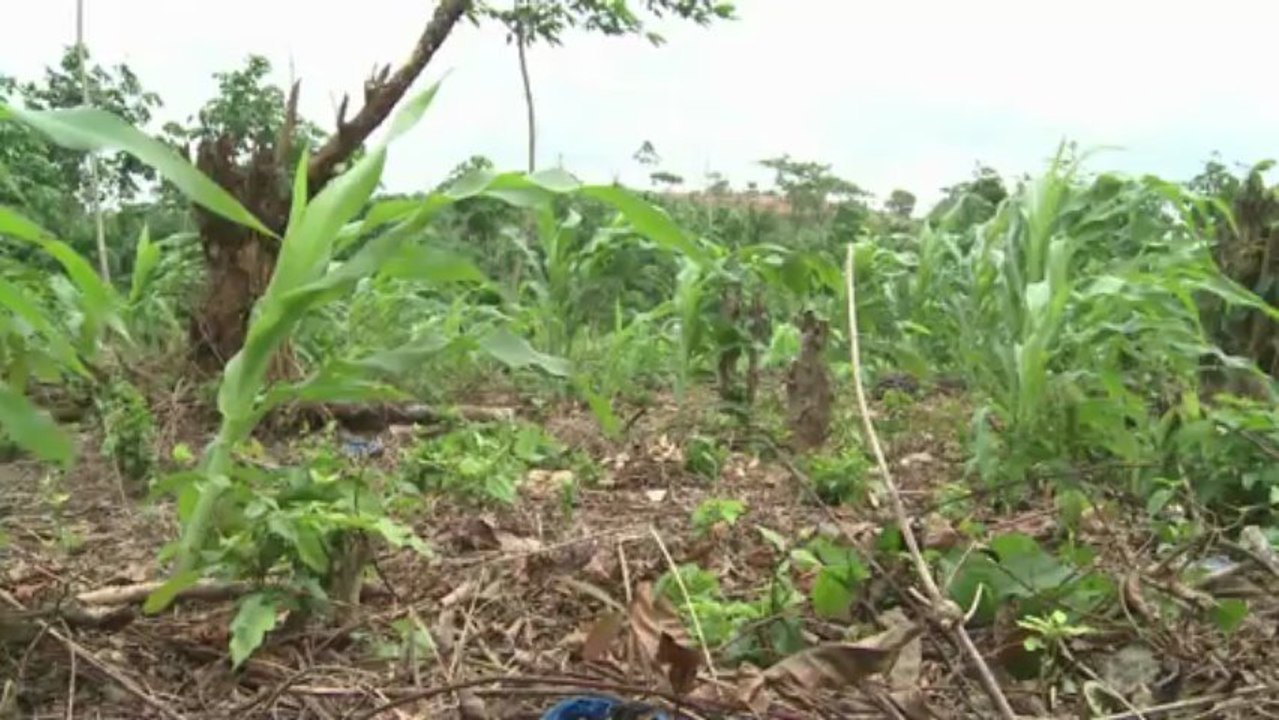 Armee vertreibt Bauern aus Urwald der Elfenbeinküste