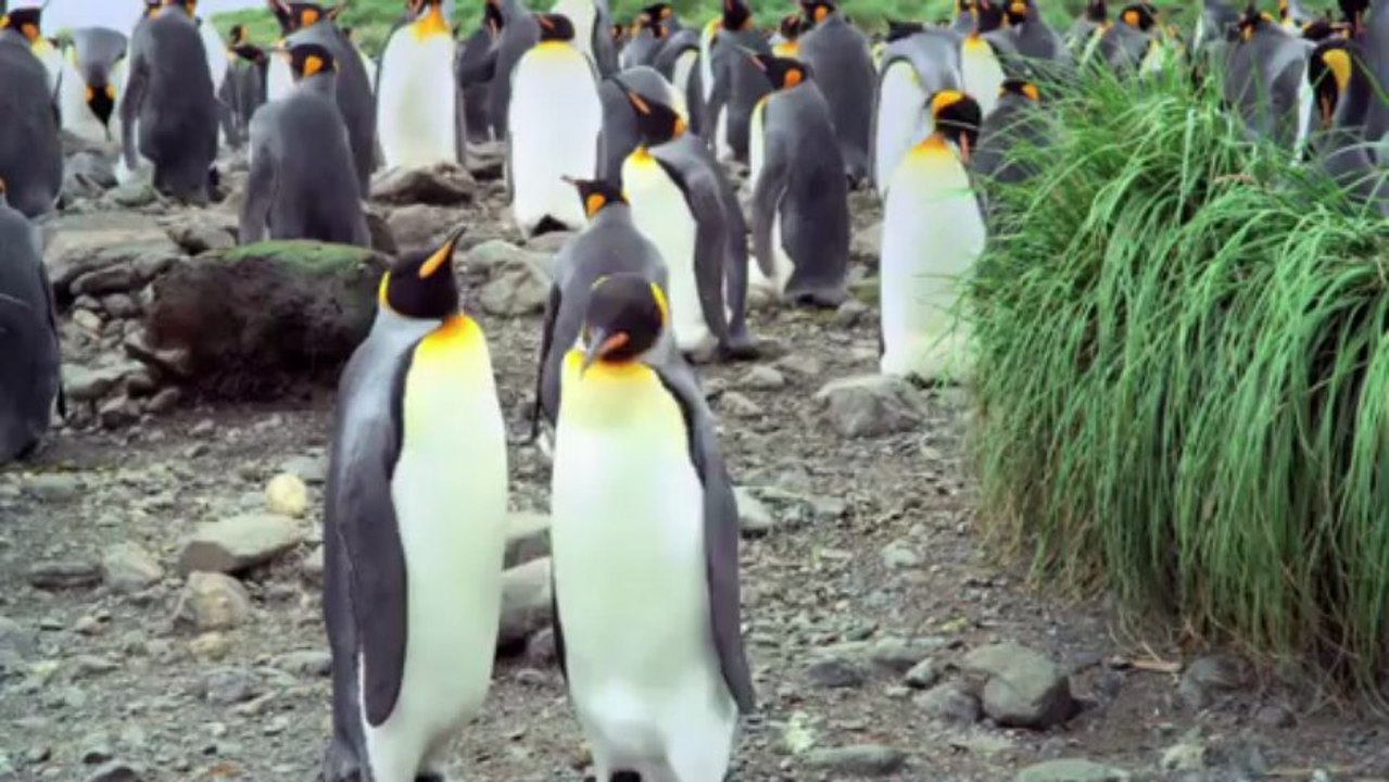 Penguen Kral 3D /  The Penguin King 3D - Dublajlı fragman