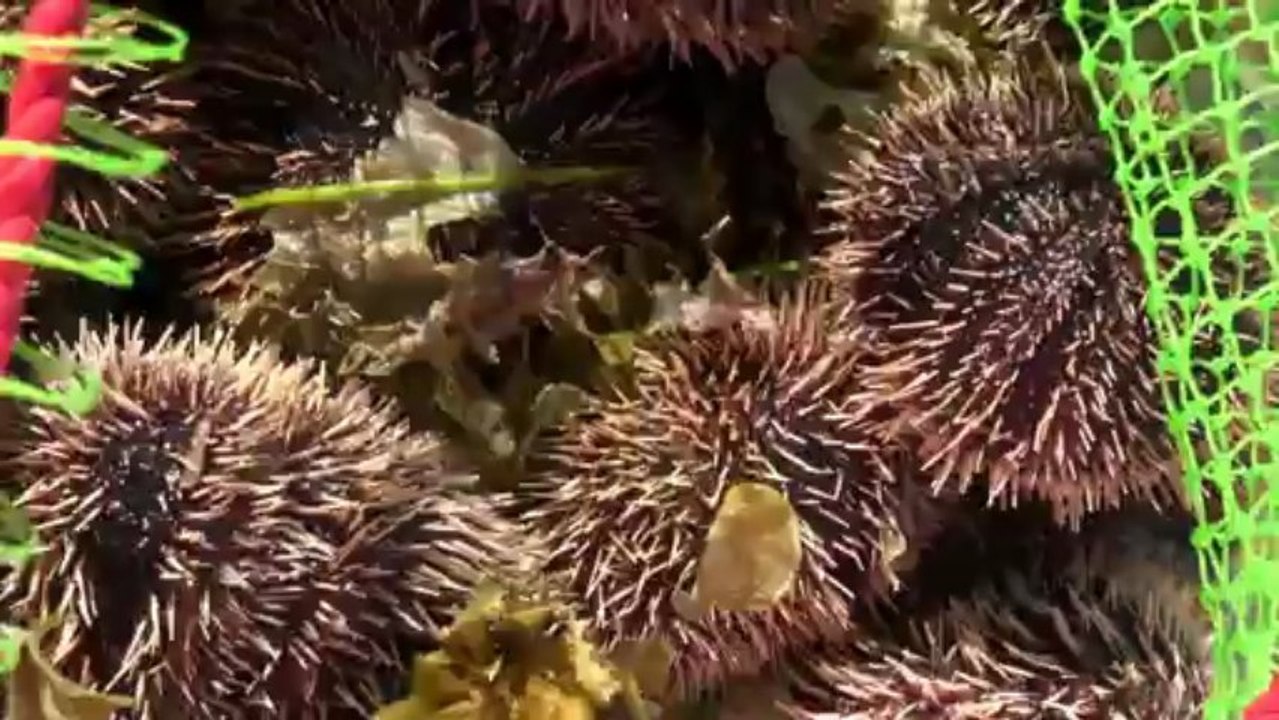 ILE MAURICE 2013 BALADE MTPA hd