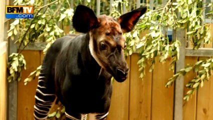 Première naissance d'un Okapi depuis 25 ans dans un zoo français - 12/07