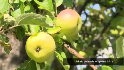 dzwonek telefonu stacjonarnego