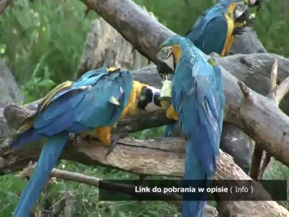 test na refleks do policji