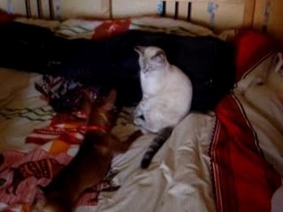 les grds moment de la coloc(1)