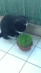 Herbe à chat (2)