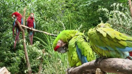 Pont-Scorff : le zoo est fécond