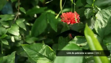 instrukcja obslugi welger rp200