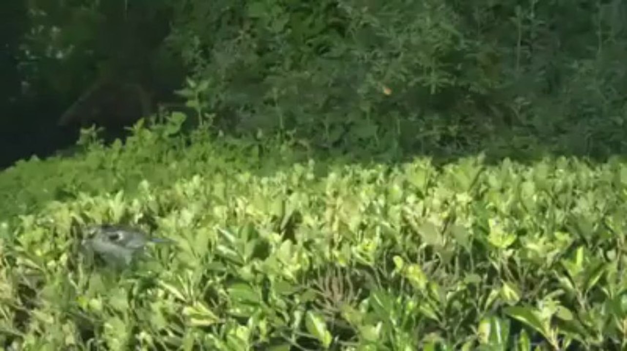 what is that