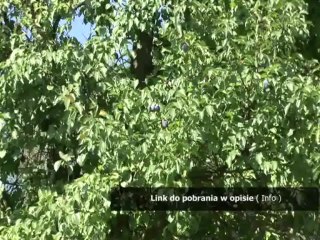 kody do kingdom rush 2