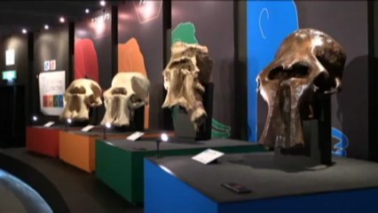 La mamut "Yuka", un milagro surgido del hielo