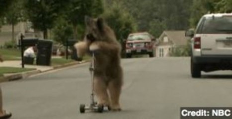 Top Five Fun Animal Stories of the Week