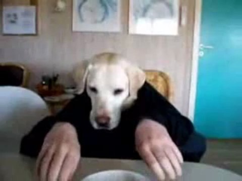 Chien humain mange à table