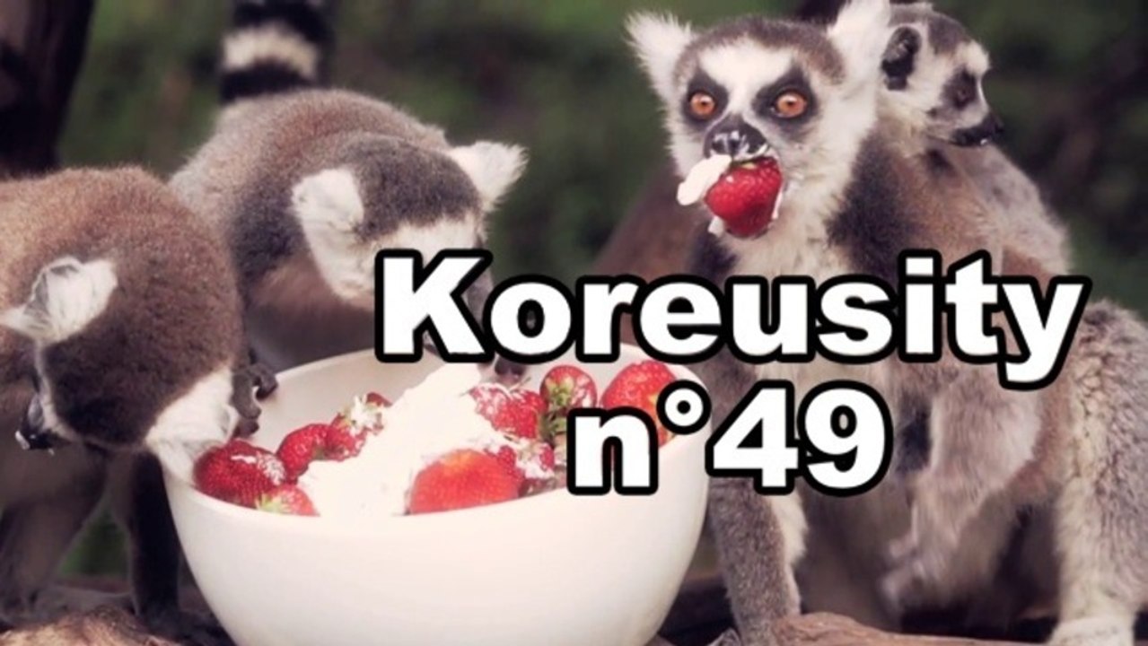Koreusity n°49