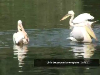 do widzenia przedszkole piosenka