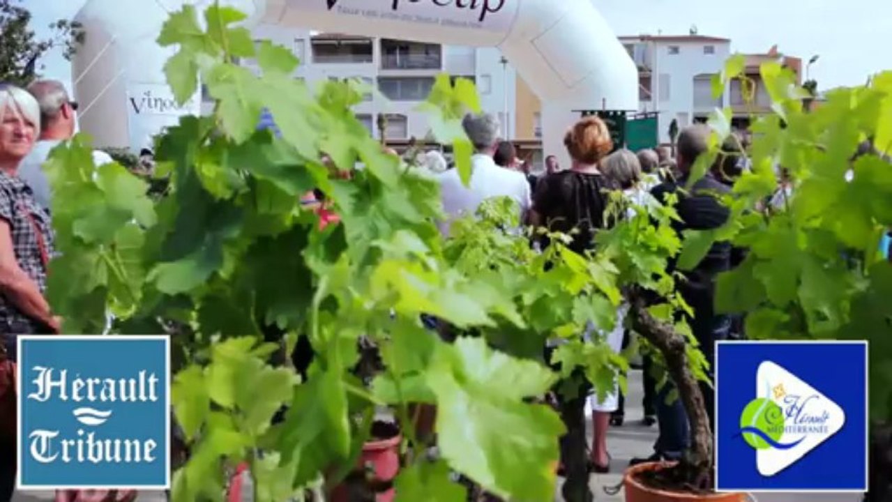 AGDE - 2013 - Présentation de l'espace oenotouristique multimédia à L'office du Toursime d'Agde – îlot Molière le  Mercredi 10 juillet 2013