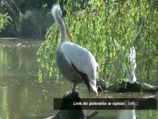 instrukcja do furby po polsku