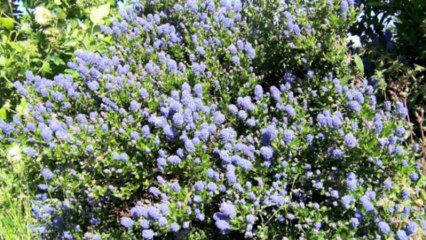 Vacances 2013 avec Chipy et Bardy en Bretagne  (Moyen)