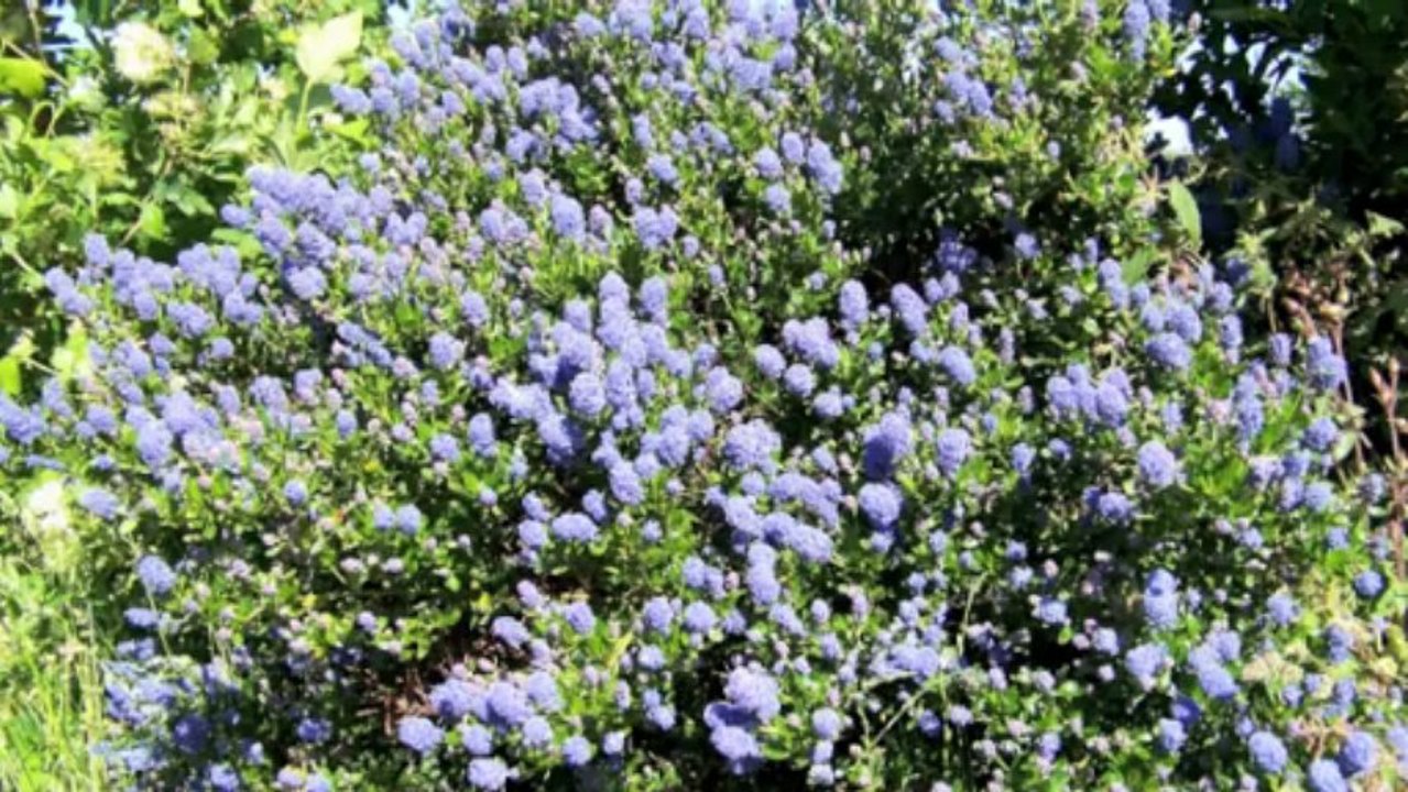 Vacances 2013 avec Chipy et Bardy en Bretagne  (Moyen)