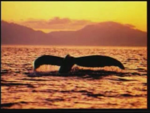 Evrim Teorisinin Çöküşü Yaratılış Gerçeği 4/8 harunyahya.org