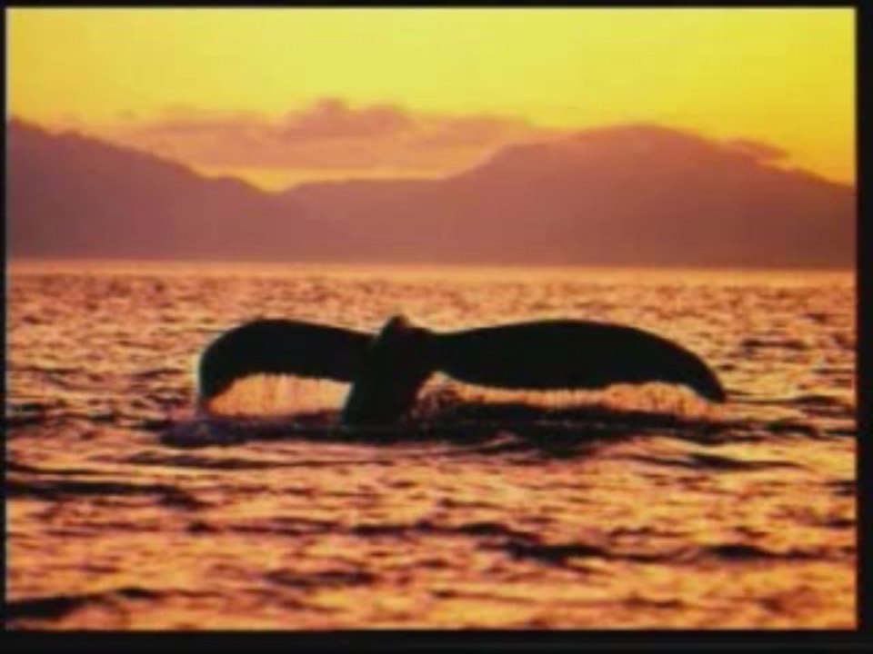 Evrim Teorisinin Çöküşü Yaratılış Gerçeği 4/8 www.harunyahya.org