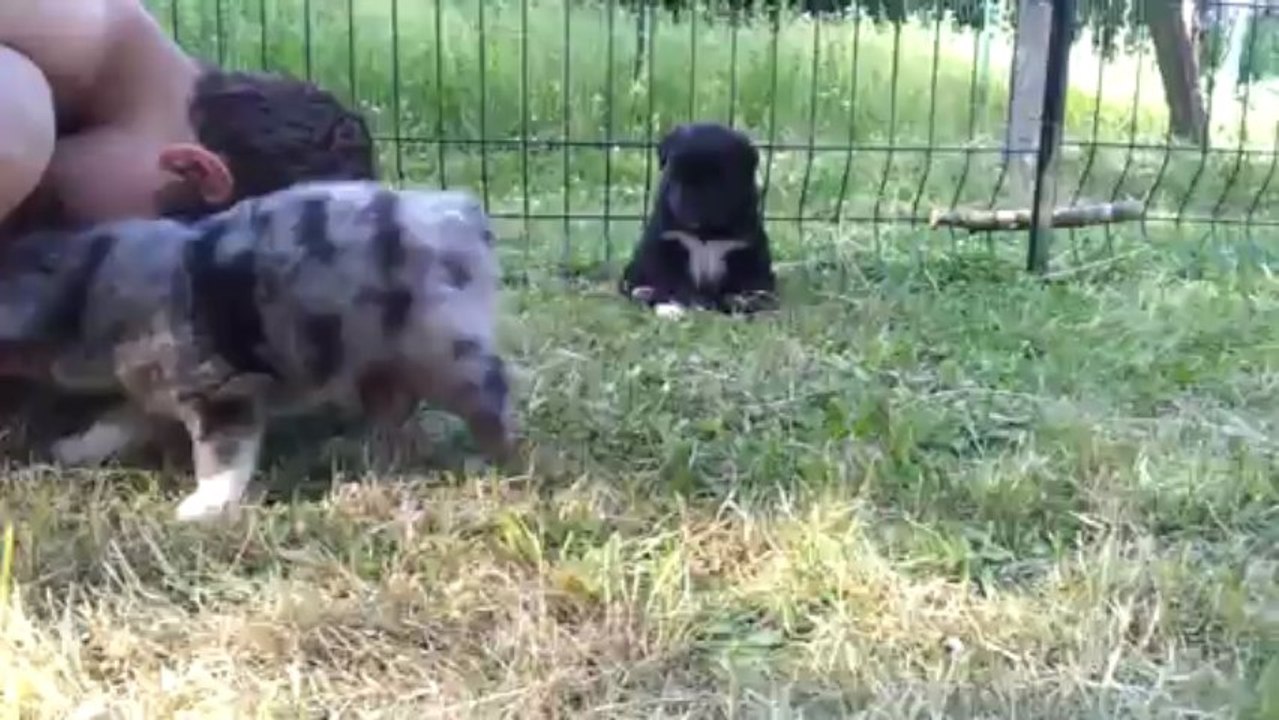 Les chiots de Cap et Fibule ont 4semaines1/2