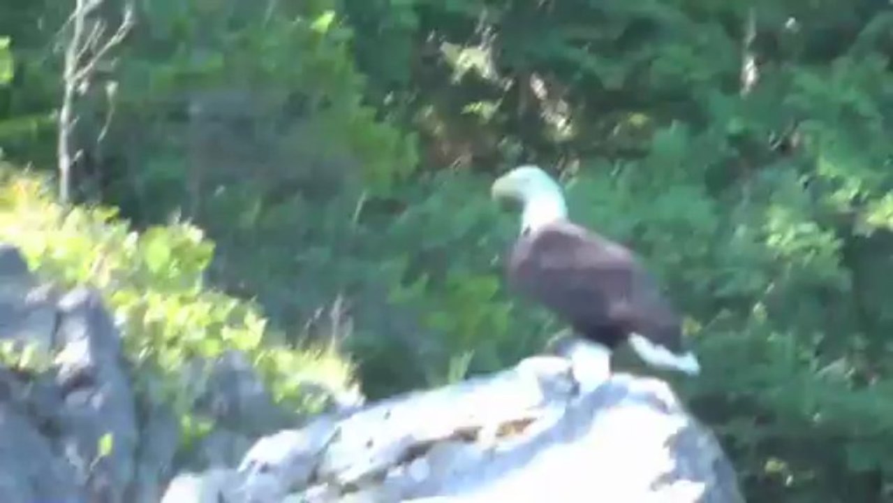 Bald Eagle Catches Salmon