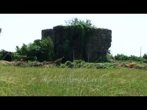 Abandoned structure in the Andamans & Nicobar Islands