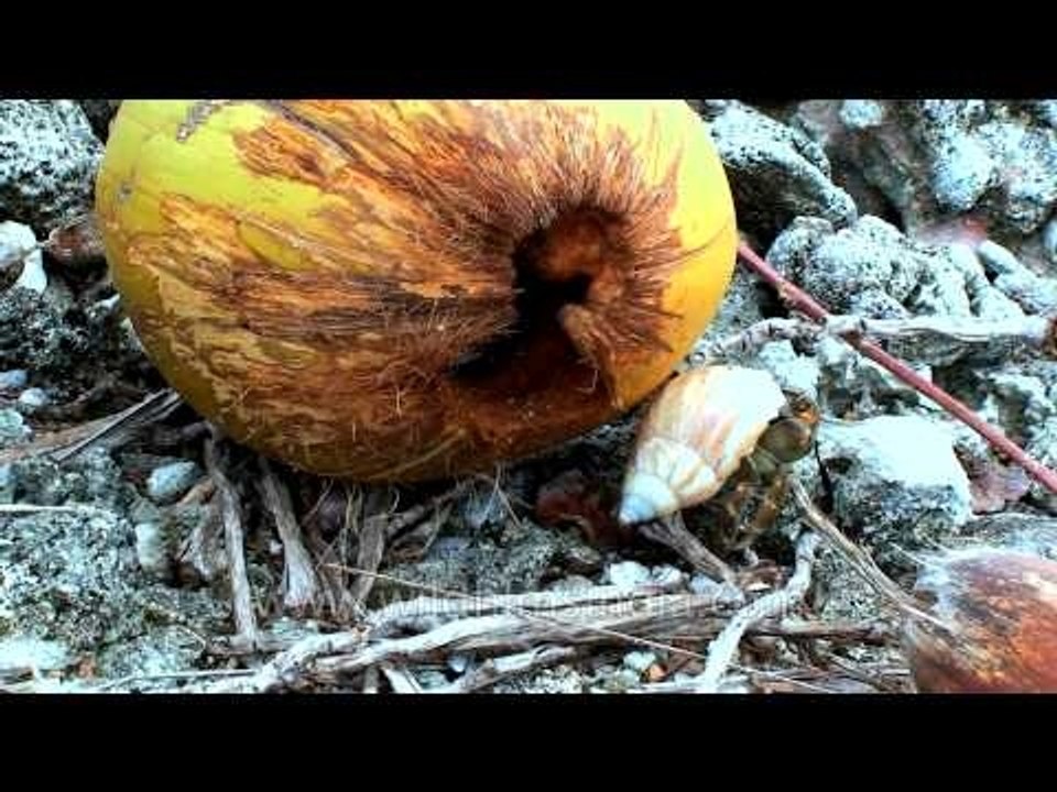 Crab wears a conch shell: Wonders of nature