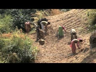 Village women dig in their fields for potatoes