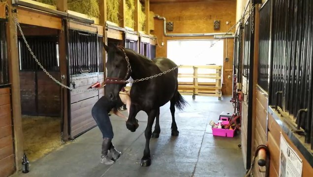 Wieb en écurie - jument frison à vendre au Quebec 6 ans enregistrée FHANA/KFPS - insecticide_pieds_chaines