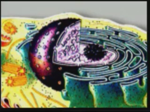 Evrim Teorisinin Çöküşü Yaratılış Gerçeği 2//8 harunyahya.org