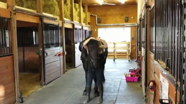 Seller WIEB en 2 minutes ! / jument frison à vendre au Quebec 6 ans enregistrée à FHANA et au KFPS (importée de Hollande en 2010) excellente pour dressage