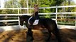 Wieb, jument frison 6 ans enregistrée à vendre au Québec pour dressage : à la détente et en selle