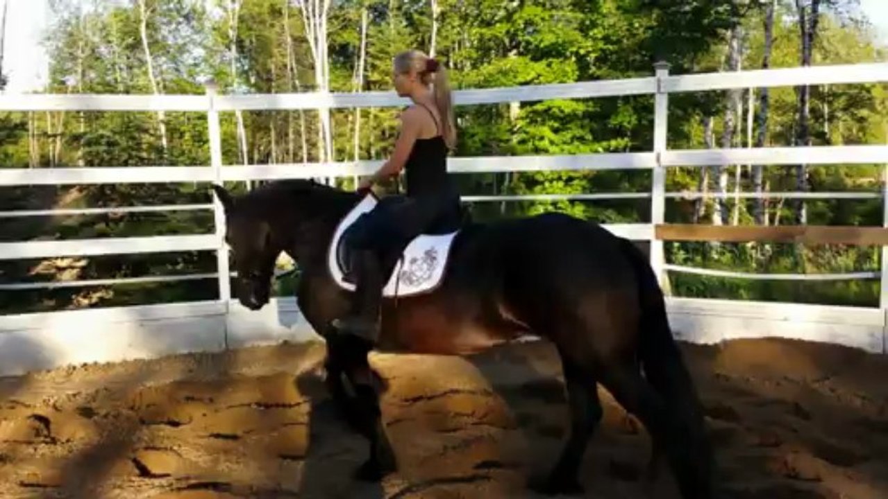 Wieb, jument frison 6 ans enregistrée à vendre...