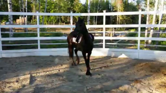 Detente de Wieb avant mise en selle - jument frison de 6 ans à vendre au Québec ; la detente