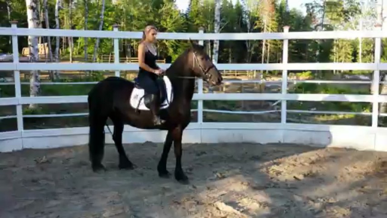 En selle - détente de Wieb, jument frison de 6 ans destinée au Dressage - Québec