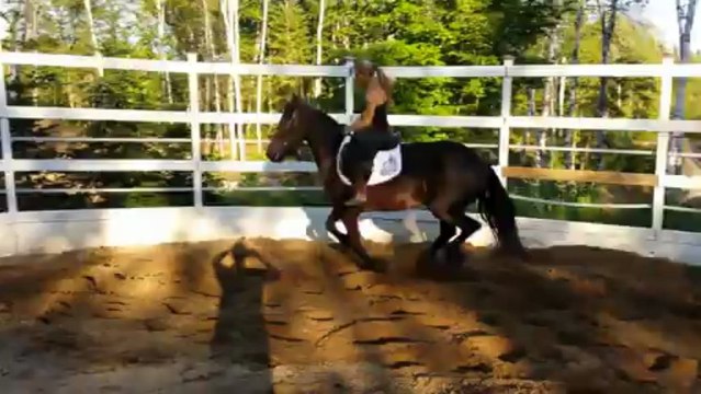 Galop de détente - Wieb, jument frison de 6 ans, Québec