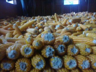 Garhwali Song Rajnikant Semwal _Posatu Ka Chuma_