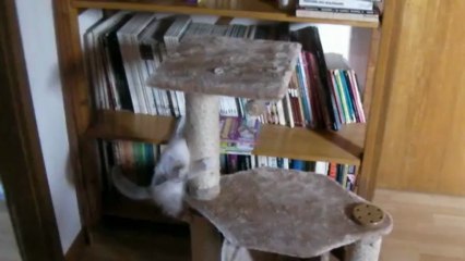 Igor et son nouvel arbre à chat