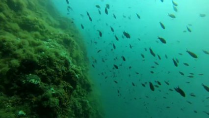 plongée nord des fourmigues le 12 juillet 2013 5 em partie