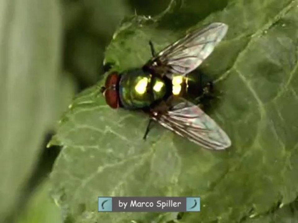 Lucilia sp