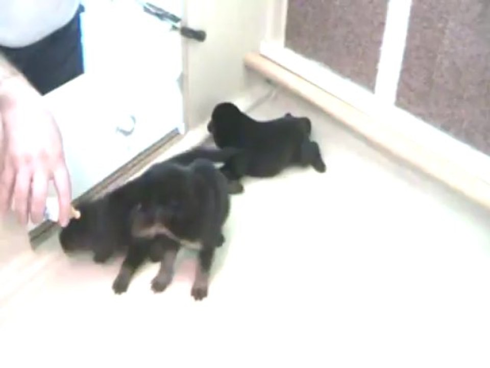 Les bébés de Cheyenne 2013