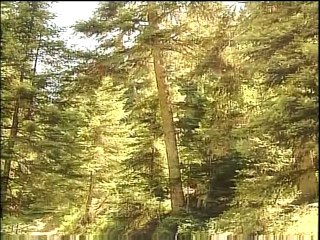 Υλοτομία στον Άγιο Νικόλαο Ευρυτανίας