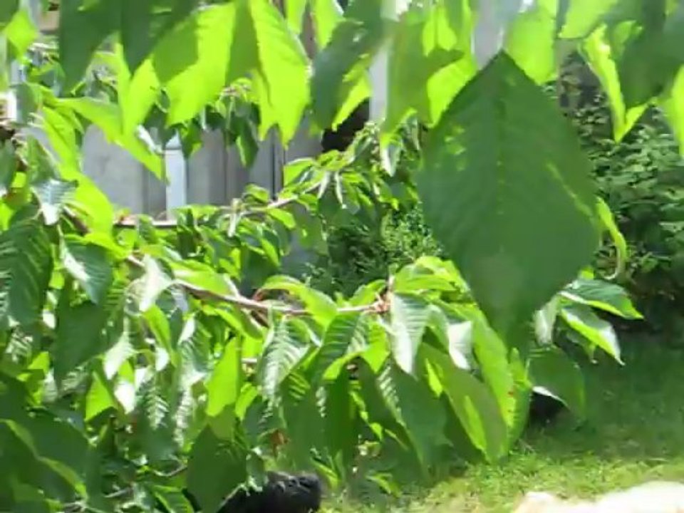 Moumousse avec les toutous