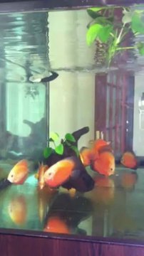 Damızlık Red Melon Discus