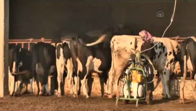 İneklere manikür pedikür aracı