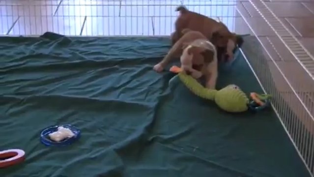 Bulldog Breeders & Bulldog Puppies